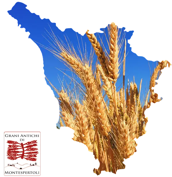 Tuscan and HeritageWheat – Grani Antichi di Montespertoli